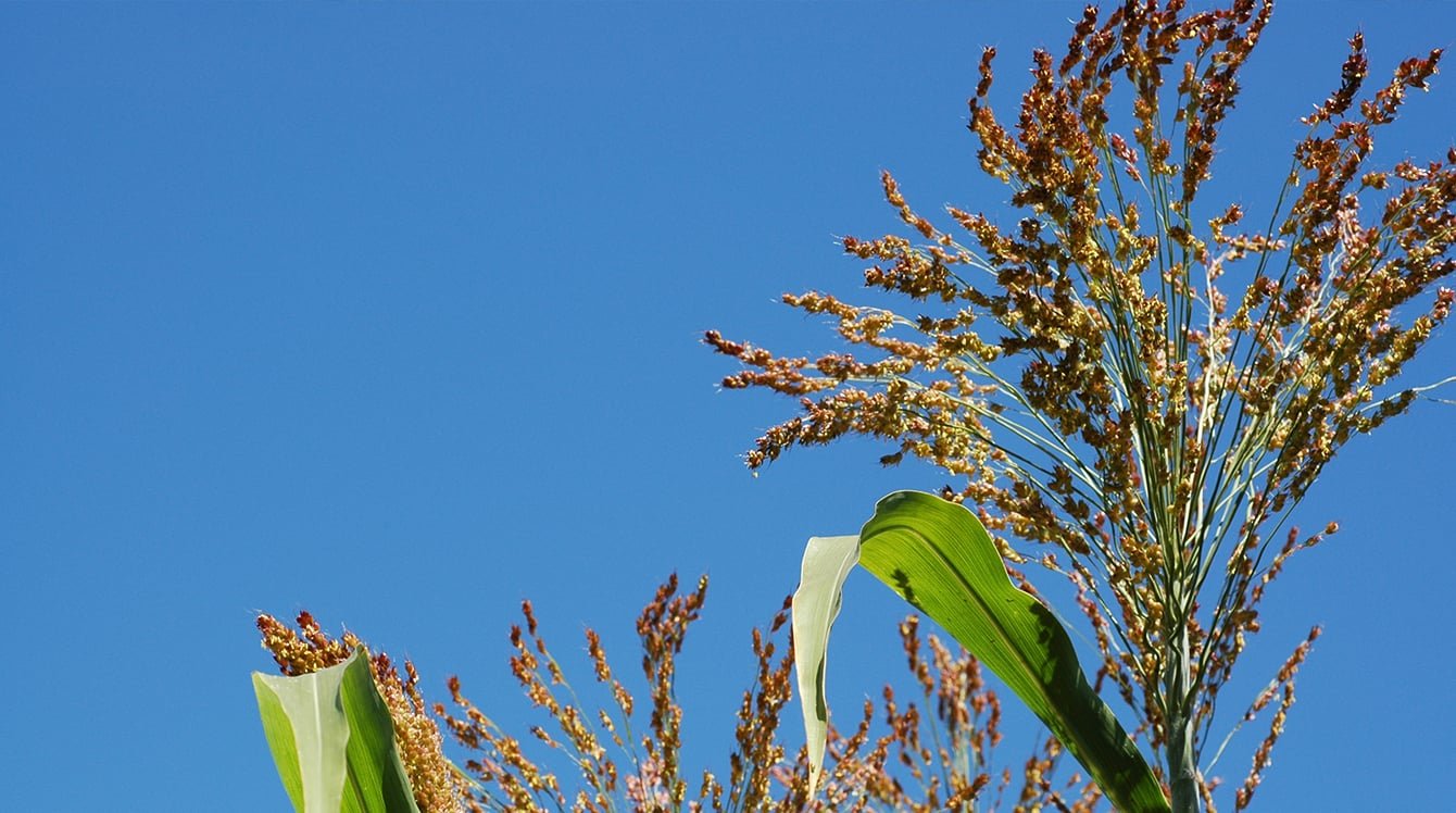 Озимая пшеница после сорго - фото