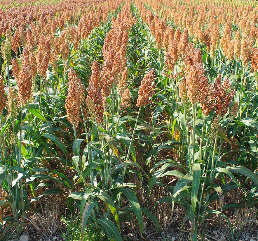 Relay cropping and an innovative technique! ID