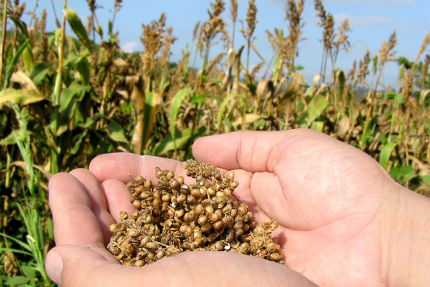 Alimentación del ganado. El sorgo es seguro. - Sorghum ID